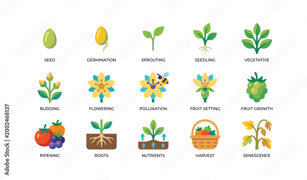Fototapeta premium Plant growth stages icons showing lifecycle from seed to harvest