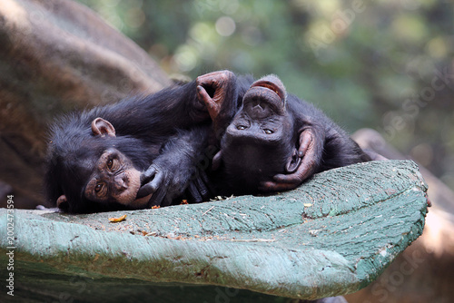 Quadro em tela This image shows two chimpanzees or bonobos sharing an affectionate moment while resting on a rock structure