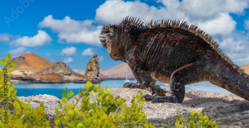 Foto Ecuador, Galapagos Islands, marine iguana rests on rocky coast near volcanic Bar