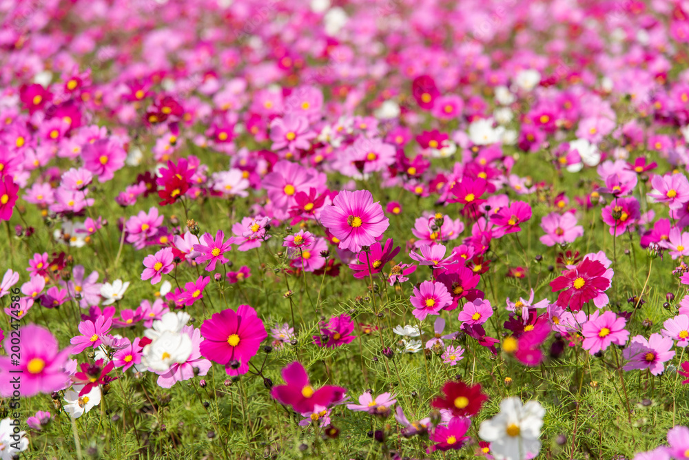 Obraz premium 紫やピンクや白色のコスモス畑の花々