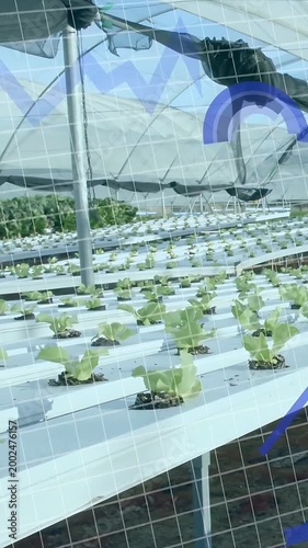 Vertical video: Camera tilt revealing lettuce staying still while blue charts rising showing growth