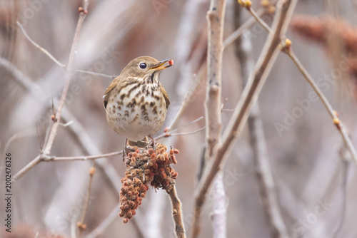 Foto Veery (Catharus fuscescens) in early spring