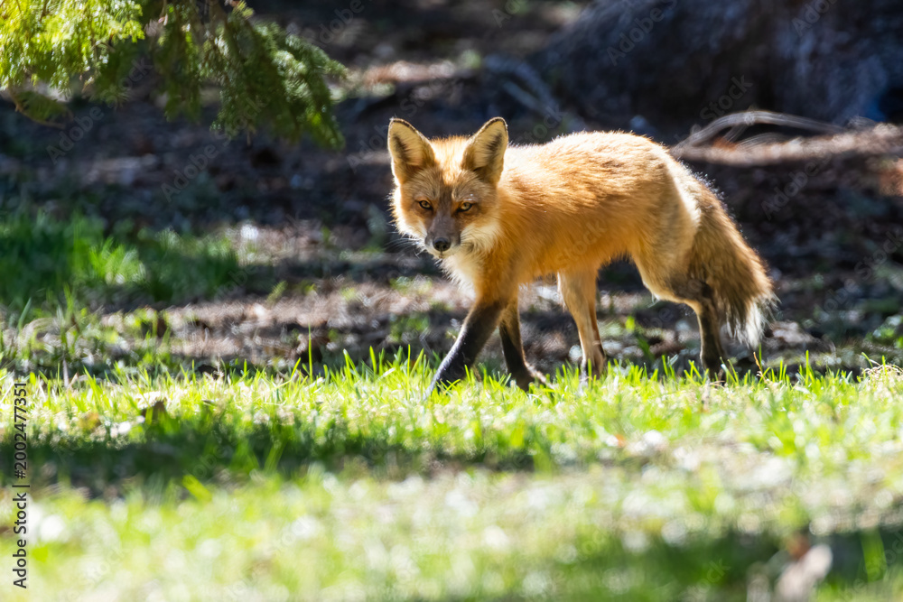 Fototapeta premium Mother Fox hunting squirrels in spring