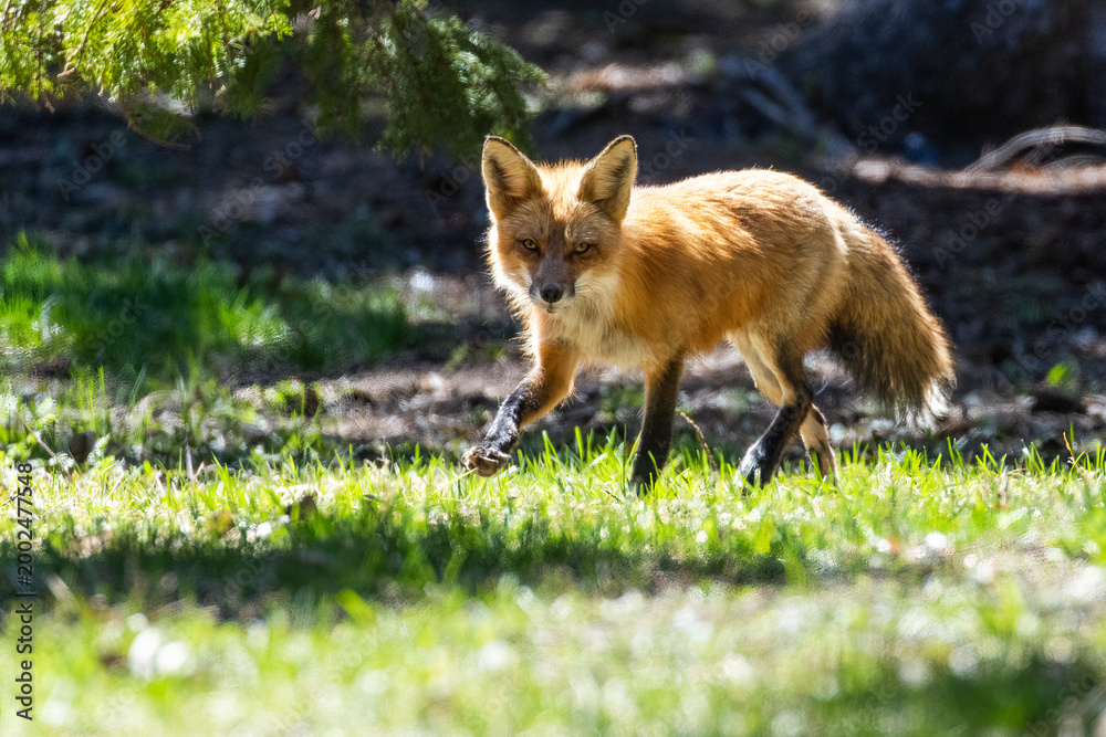 Fototapeta premium Mother Fox hunting squirrels in spring
