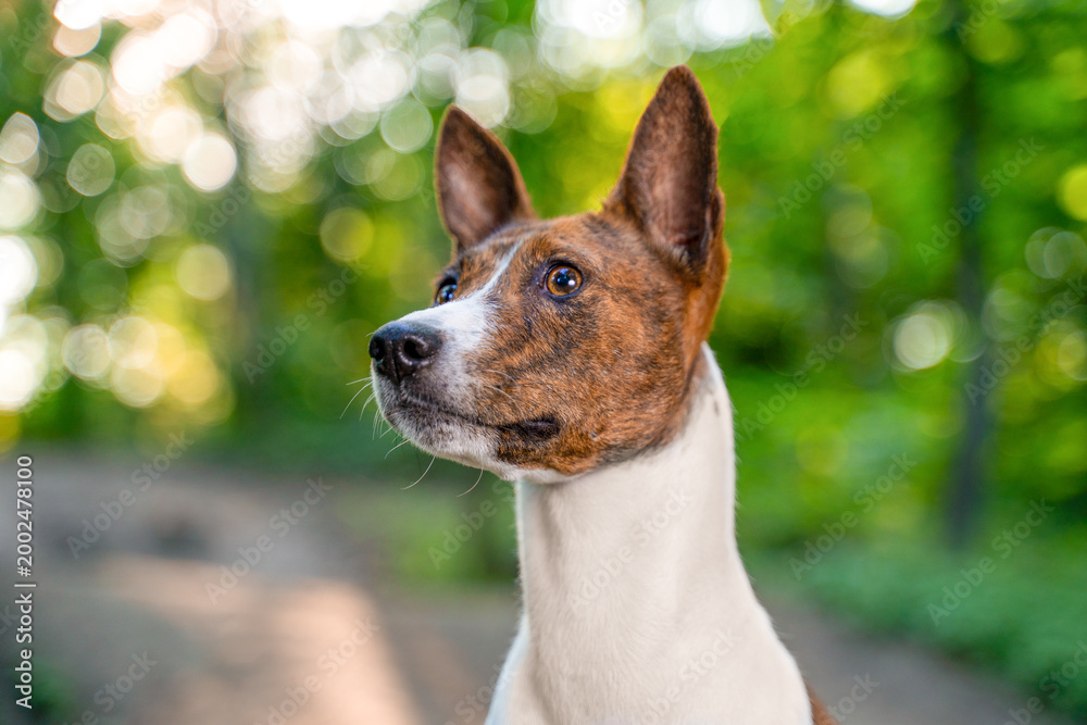 Naklejka premium basenji dog stands alert looking to the side in lush green forest with blurred natural background, showing breed characteristic erect ears elegant slim build in proud outdoor portrait