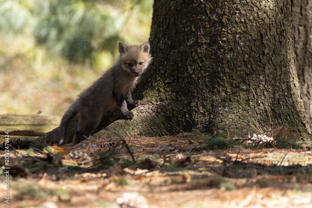 Fototapeta premium Babies fox in spring, Quebec, Canada