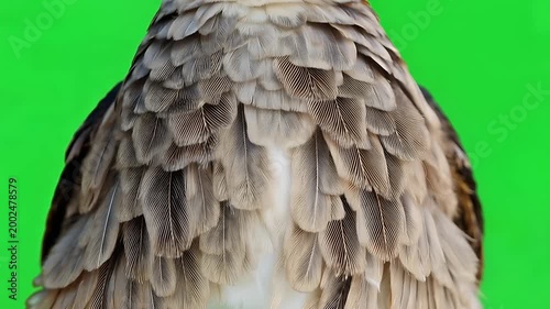Detailed close-up of bird's back and textured feathers against a vibrant green screen, highlighting avian plumage.