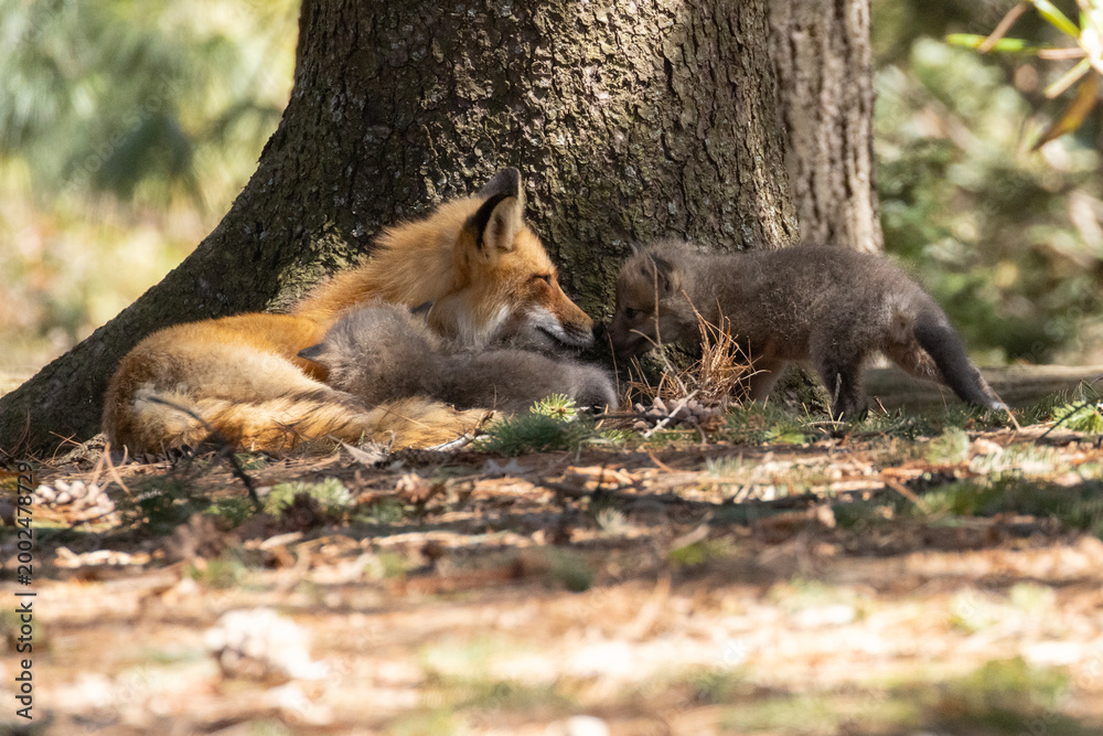 Fototapeta premium Babies fox in spring, Quebec, Canada