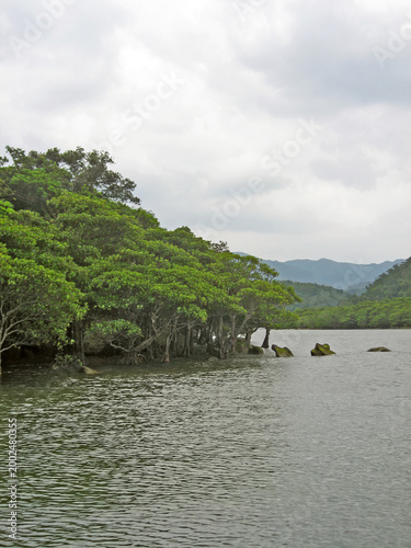 Iriomote Mangrove forest on Urauchi river