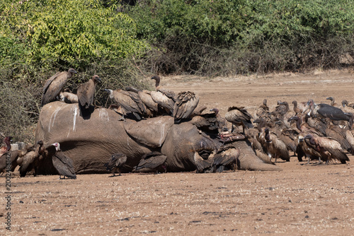 Photography Vultures scavenging dead elephant carcass in Kafue National Park, Zambia, Africa