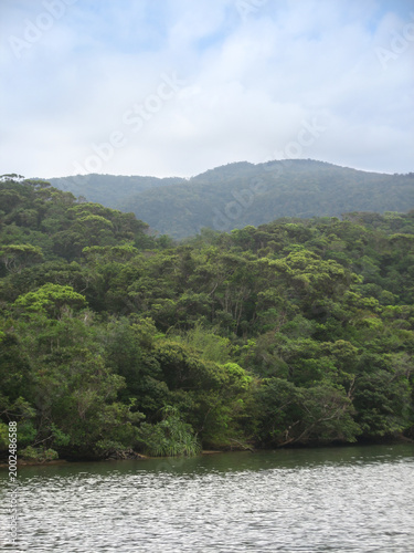 Iriomote Mangrove forest on Urauchi river