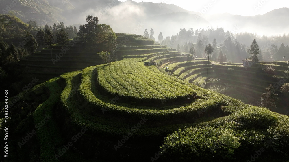 Fototapeta premium Terraced tea plantations bathed in morning light with misty mountains and layered greenery