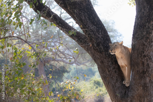 Canvas Print Lioness climbing tree in Kafue National Park, Zambia