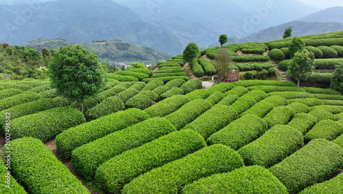 Принти на полотні Terraced tea garden with lush green rows winding across mountain slopes under cl