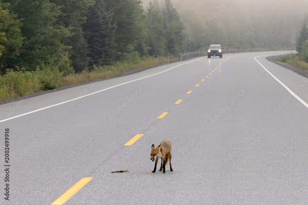 Fototapeta premium Oncoming car as red fox Vulpes vulpes stands in middle of highway on foggy morning in Algonquin Provincial Park Ontario Canada to inspect roadkill