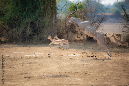 Fotografía Greater kudu bull leaping mid-air with impala fleeing in South Luangwa National Park, Zambia