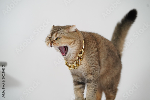 Fotografía Cat gold chain brown fur white background luxury fashion pet animal stylish fier