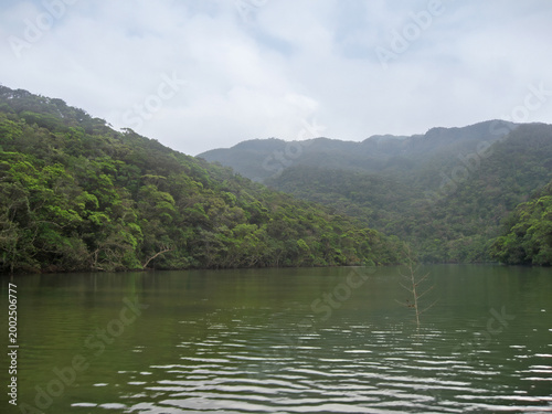 Iriomote Mangrove forest on Urauchi river