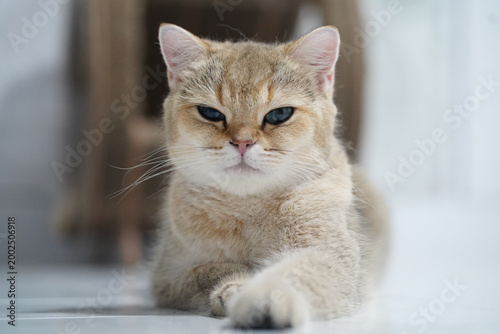 Calm cat blue eye short hair beige fur indoor relaxed pet feline whisker cute animal lying floor domestic mammal close up adorable soft fur attentive alert young healthy clean peaceful content