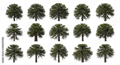 Foto Collection of green palm trees isolated.