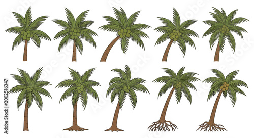 Palm trees in various stages growth.