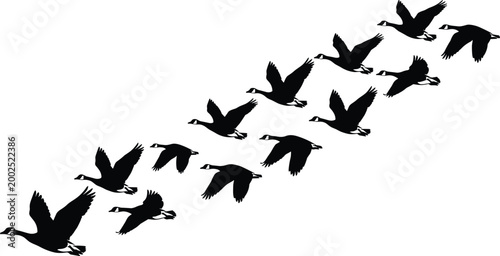 Silhouette illustration of geese flying in diagonal V-formation for migration, teamwork, and nature conservation concepts