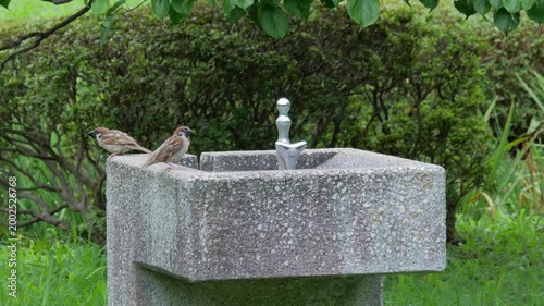 公園の水飲み場に雀が遊ぶ