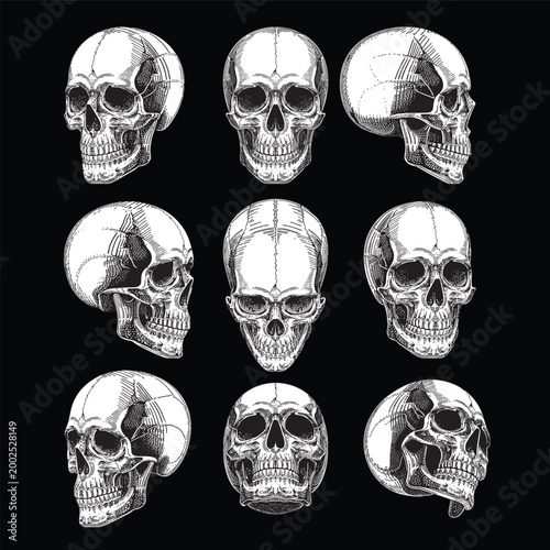 vintage-engraved-human-skull-set-anatomy-illustration-black-and-white