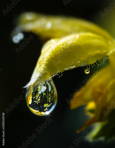 Canvas Print Macro close-up of water droplet hanging from hairy yellow flower bud on dark bac