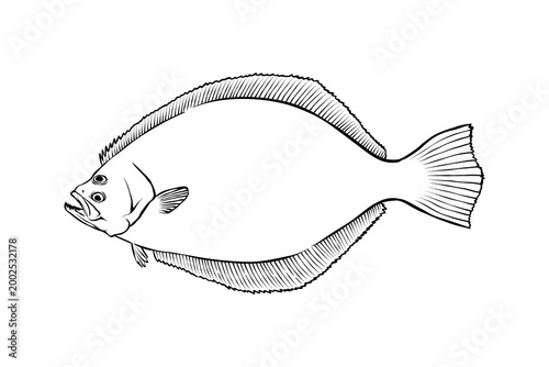 lineart illustration of flounder fish