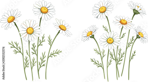 Billede på lærred Hand drawn chamomile flower bouquets in watercolor style with delicate petals an