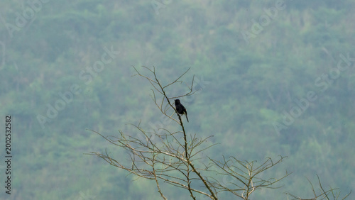 Pied bush chat (Saxicola caprata, Decu belang, Pied Stonechat, Pied Chat, Tarier pie, Tarabilla pía) on dry wood