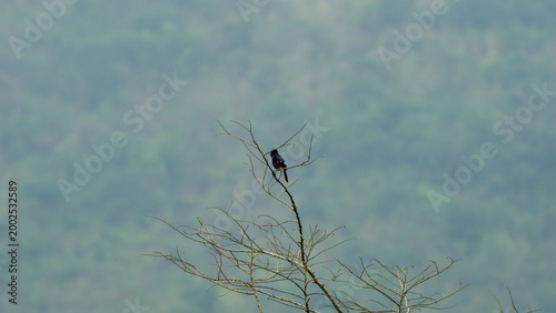 Pied bush chat (Saxicola caprata, Decu belang, Pied Stonechat, Pied Chat, Tarier pie, Tarabilla pía) on dry wood