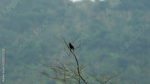 Pied bush chat (Saxicola caprata, Decu belang, Pied Stonechat, Pied Chat, Tarier pie, Tarabilla pía) on dry wood