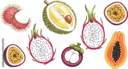 Exotic tropical fruits illustration set with rambutan, durian, passion fruit, dragon fruit, mangosteen, and papaya in detailed colorful style for healthy food design