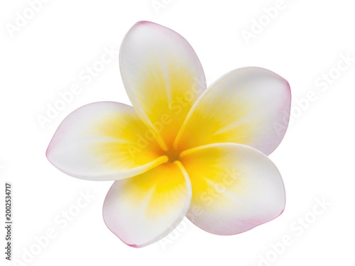 Delicate white plumeria flower with golden center