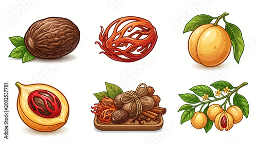 Nutmeg and Mace Spice Illustration Set Featuring Whole Seeds Fruit Cross Sections and Culinary Bundles for Food Design and Kitchen Graphic Projects High Quality