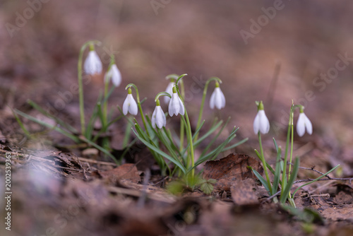 Canvastavla Little groups of snowdrop flowers begin to emerge slowly amidst fallen foliage