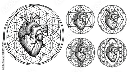 Anatomical heart illustration showing detailed anatomy.