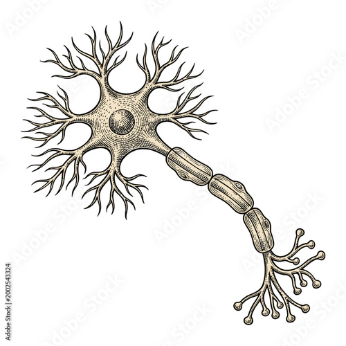 Illustration of a neuron, the basic building block of the nervous system, showcasing its intricate structure with dendrites and axon