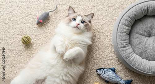 White cat playing with toys on carpet.