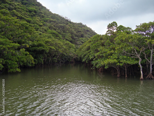 Iriomote Mangrove forest on Urauchi river