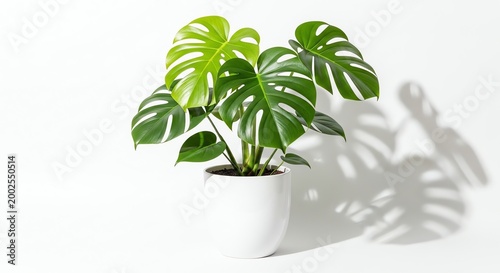 Monstera deliciosa plant, potted green tropical houseplant, leafy foliage, indoor gardening decoration