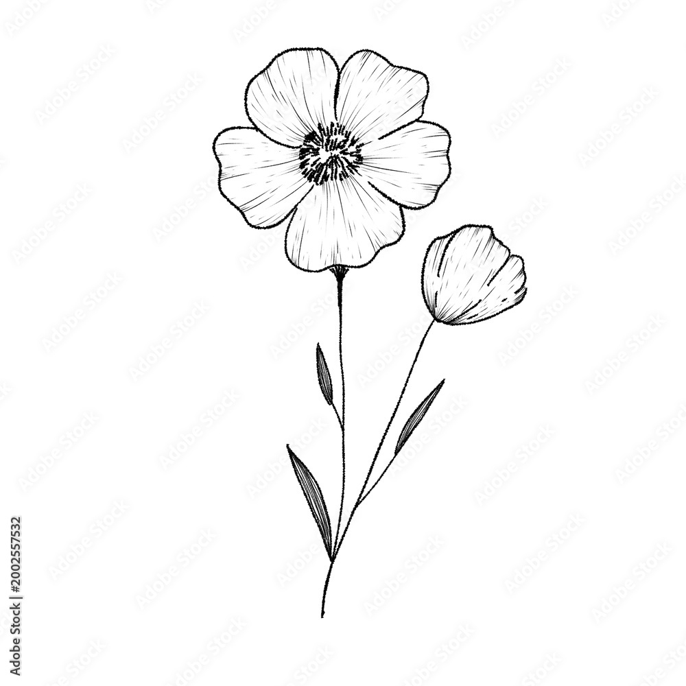 Obraz premium Hand drawn botanical illustration of two wildflowers with thin stems and leaves, minimalist black and white line art sketch of blooming floral elements