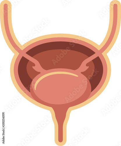 Human bladder anatomy diagram with ureters in clean flat style