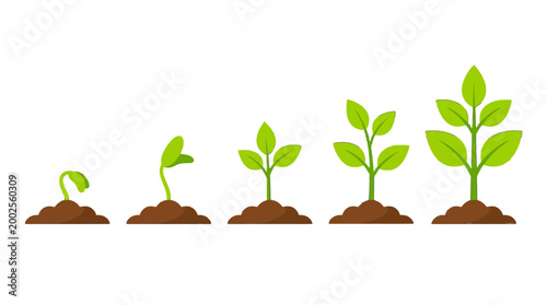 Sequential graphic illustrating the vibrant growth journey of a green plant from a tiny sprout to a flourishing seedling in rich soil