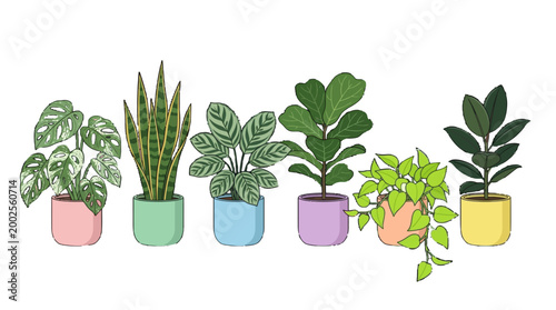 Collection of different potted houseplants in colorful planters, indoor plants for decor