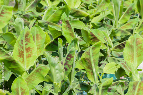 Musa acuminata Dwarf banana leaves in a tropical nursery.