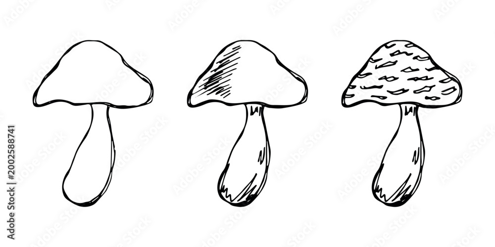 Fototapeta premium Hand drawn mushroom doodle set Botanical illustration Cute autumn mushroom Healthy eco food Organic vegetarian food For stickers, greeting card, design, print, packaging, decor, kids books