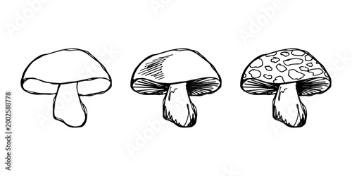Hand drawn mushroom doodle set Botanical illustration Cute autumn mushroom Healthy eco food Organic vegetarian food For stickers, greeting card, design, print, packaging, decor, kids books
